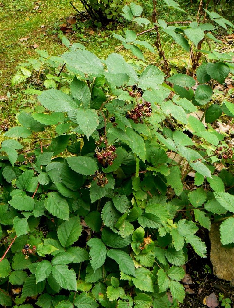 Изображение особи Rubus sanctus.