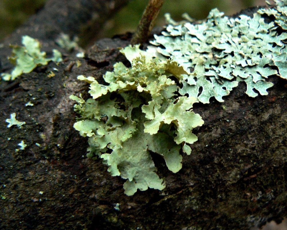 Изображение особи Platismatia glauca.