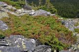 Juniperus sibirica. Взрослое растение. Башкирия, Белорецкий р-н, гора Большой Иремель, ≈ 1400 м н.у.м., курумник. 30.07.2019.