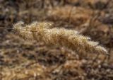 Calamagrostis epigeios. Соплодие прошлого года. Свердловская обл., Нижнетагильский р-н, берег реки Чусовая у основания камня Писаный. 01.05.2019.