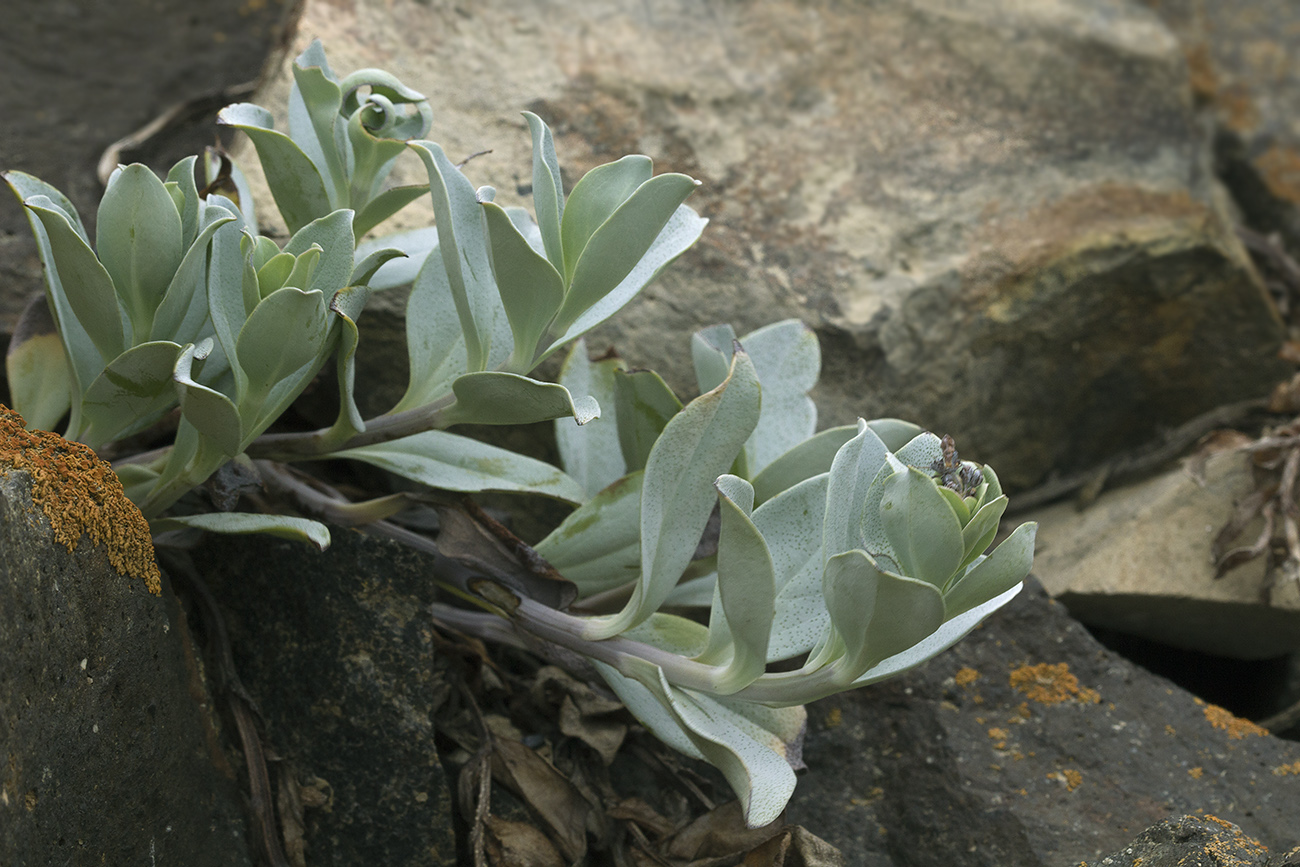 Image of Mertensia maritima specimen.