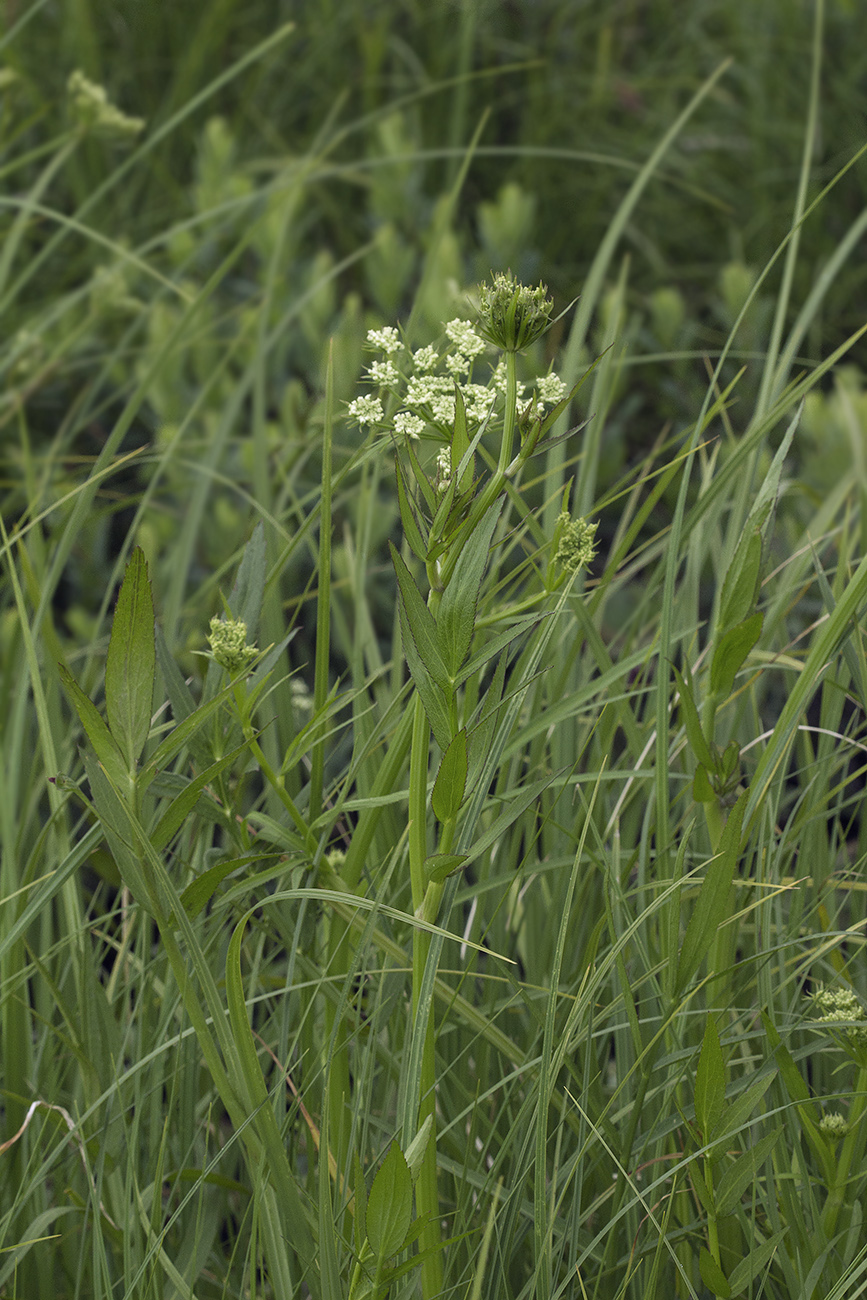 Image of Sium suave specimen.