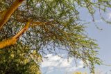 Vachellia xanthophloea