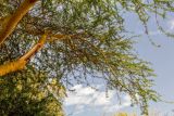 Vachellia xanthophloea. Часть ствола (с повреждением от отломившейся ветви) и кроны взрослого дерева. Израиль, Шарон, г. Тель-Авив, ботанический сад университета. 22.10.2018.