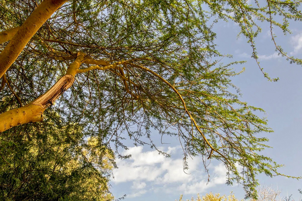 Изображение особи Vachellia xanthophloea.