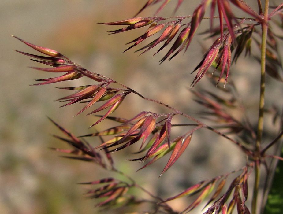 Image of Calamagrostis epigeios specimen.