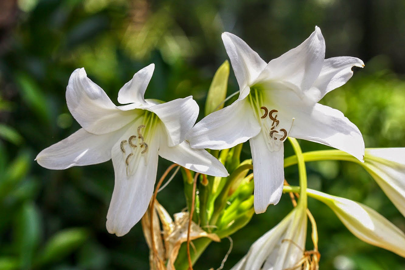 Изображение особи род Crinum.