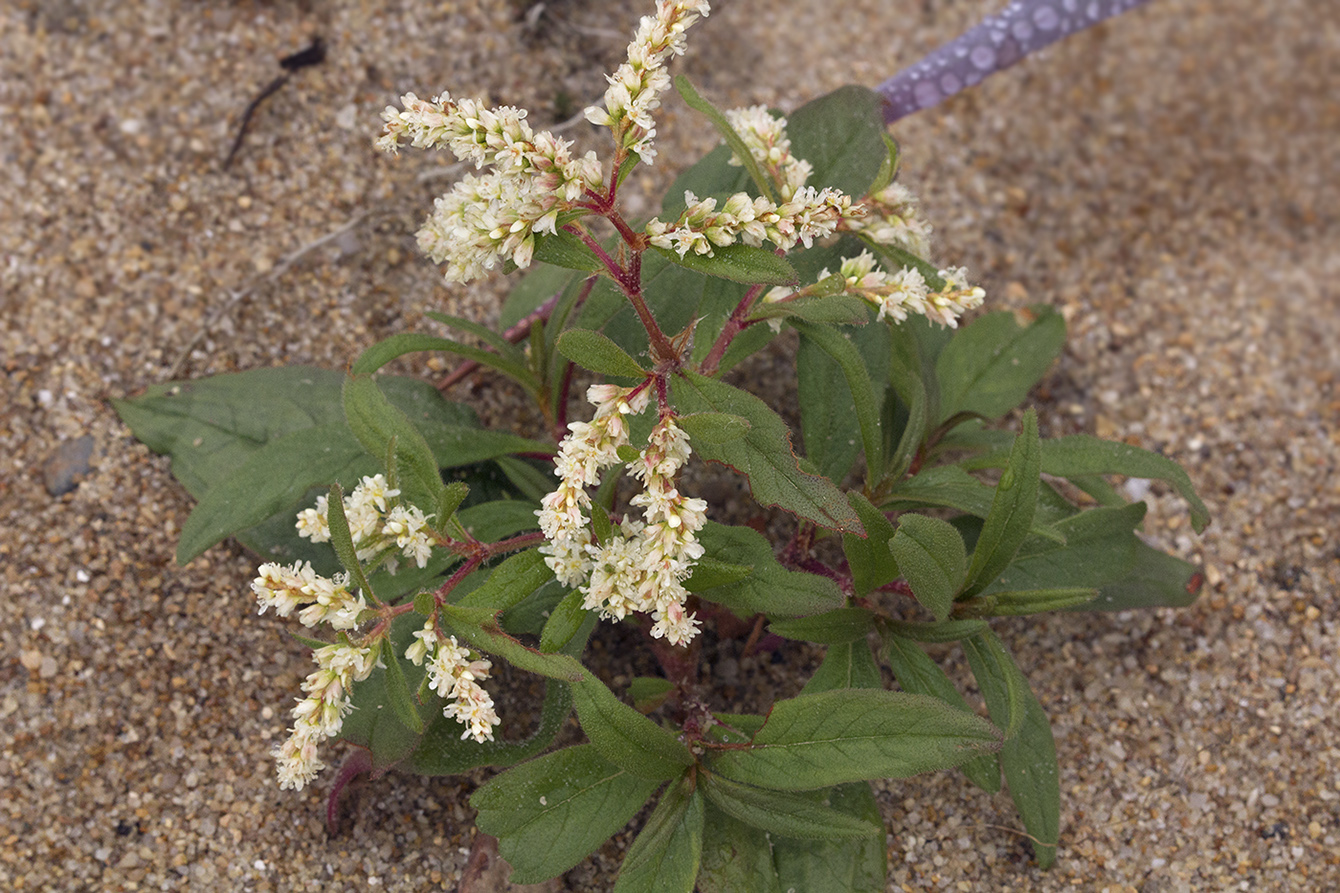 Изображение особи Aconogonon ajanense.