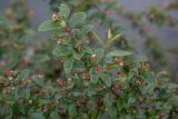 Cotoneaster lucidus