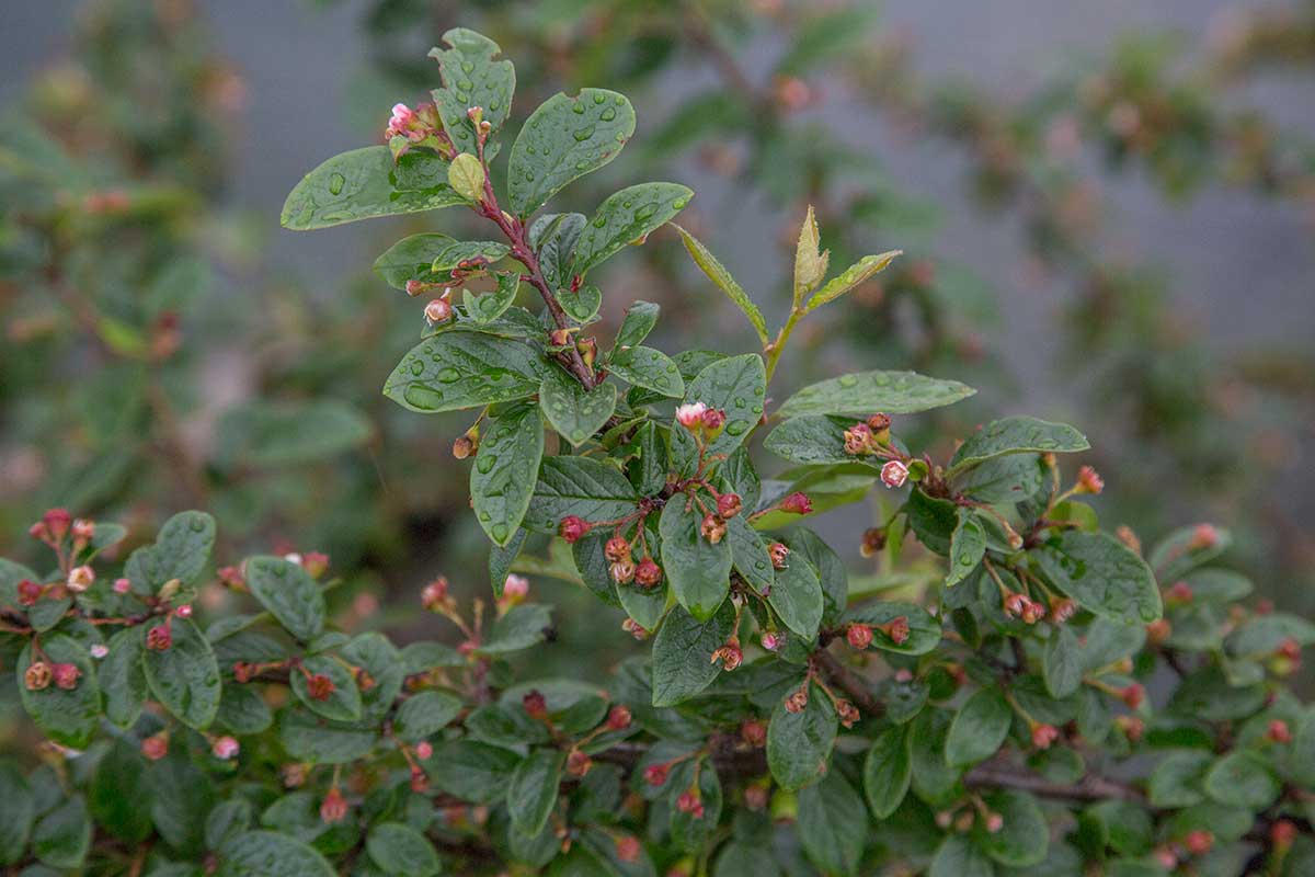 Image of Cotoneaster lucidus specimen.