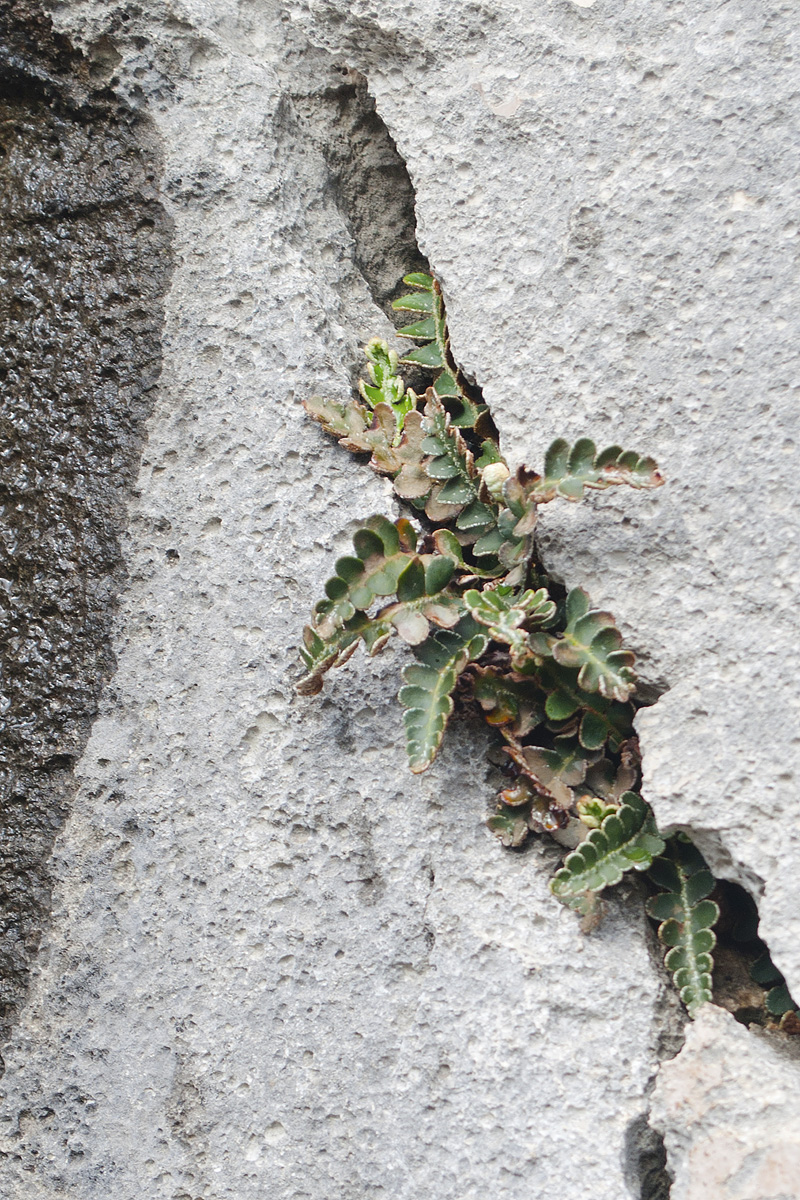 Image of Ceterach officinarum specimen.