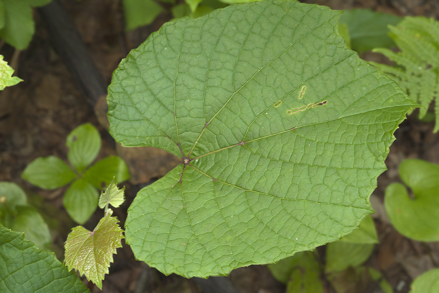 Изображение особи Vitis coignetiae.