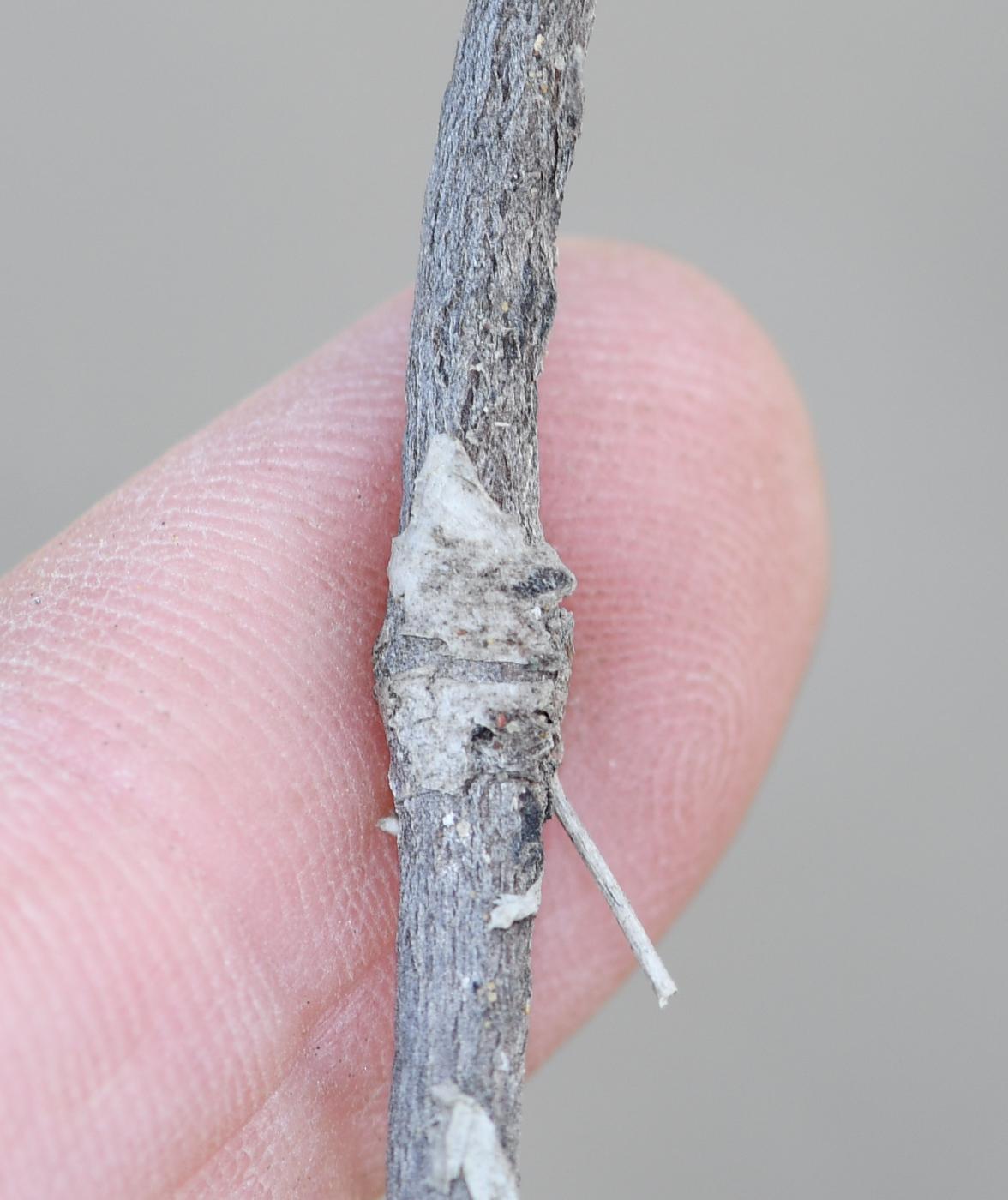 Изображение особи Tiquilia paronychioides.