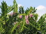 Robinia viscosa