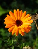 Calendula officinalis