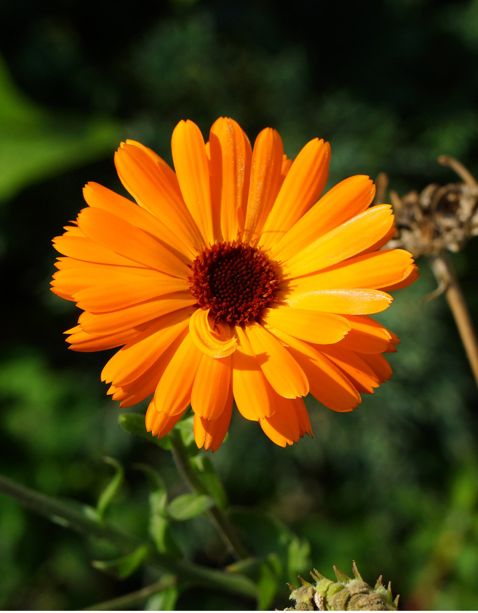 Изображение особи Calendula officinalis.