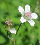 Geranium asiaticum. Пестичные цветки. Окр. Томска, суходольный луг. 18.06.2010.