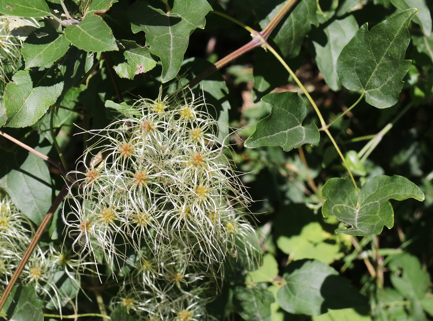 Изображение особи Clematis vitalba.