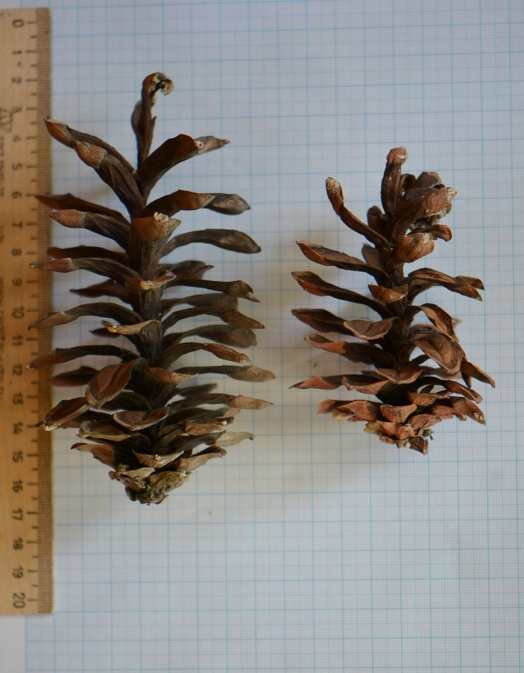 Image of Pinus strobus specimen.