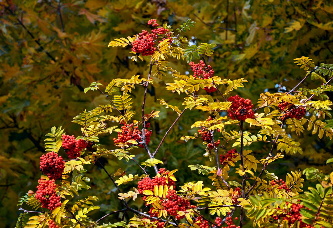 Image of Sorbus aucuparia specimen.