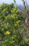 Genista linifolia. Верхушка цветущего растения. Испания, автономное сообщество Каталония, провинция Жирона, комарка Баш Эмпорда, муниципалитет Сант-Фелиу-де-Гишольс, окр. памятника природы Pedralta (Педральта). 07.04.2018.