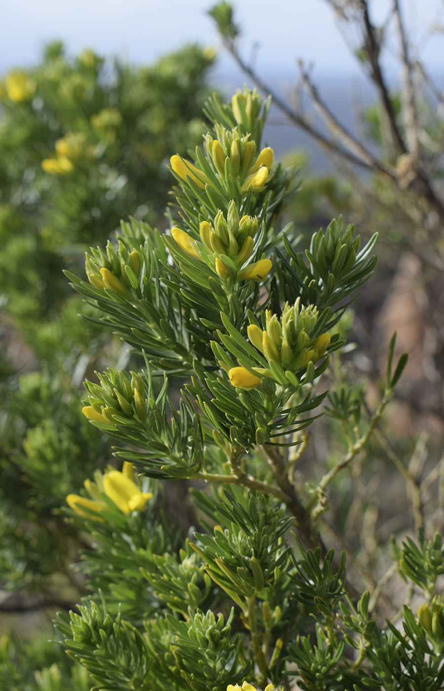 Image of Genista linifolia specimen.