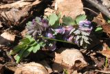 Corydalis solida