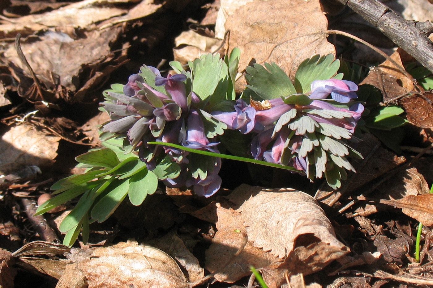 Изображение особи Corydalis solida.