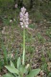 Orchis simia