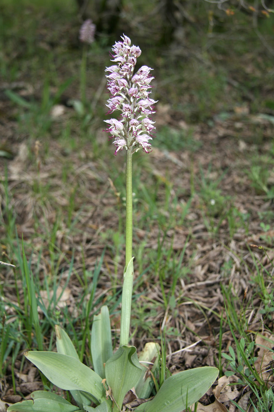 Image of Orchis simia specimen.