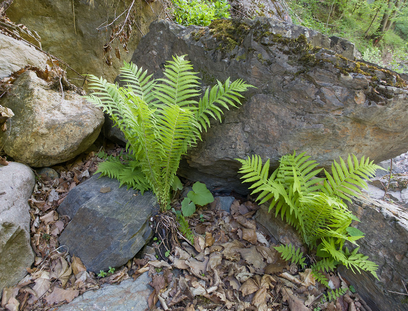 Image of Matteuccia struthiopteris specimen.