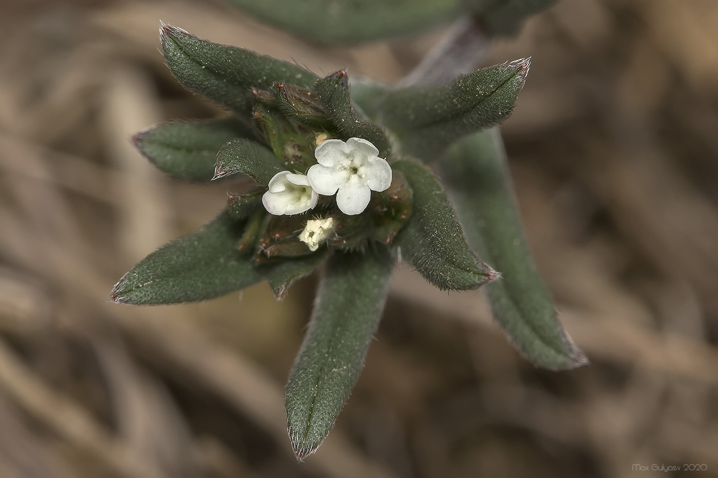 Image of Buglossoides arvensis specimen.