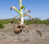 Anacamptis morio подвид caucasica. Нижняя часть выкопанного растения с клубнем. Краснодарский край, Крымский р-н, окр. станицы Гладковская, грязевой вулкан Гладковские сопки, край сопочного поля, среди группы злаков. 25.04.2020.