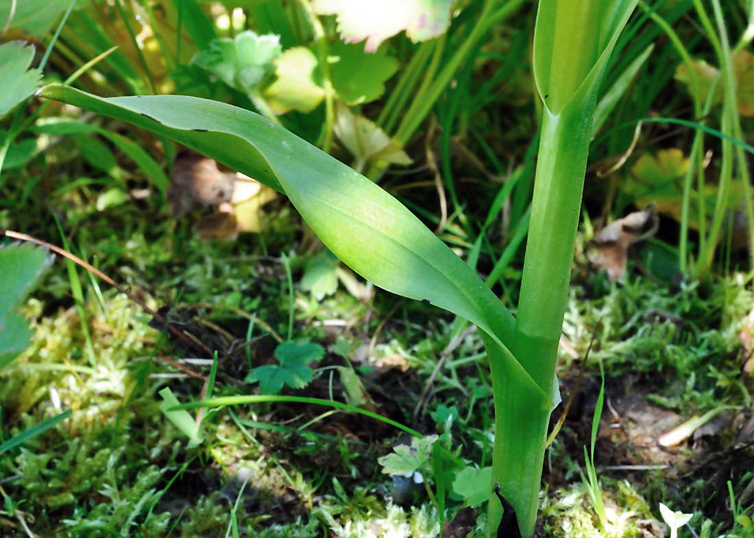 Изображение особи Dactylorhiza sibirica.