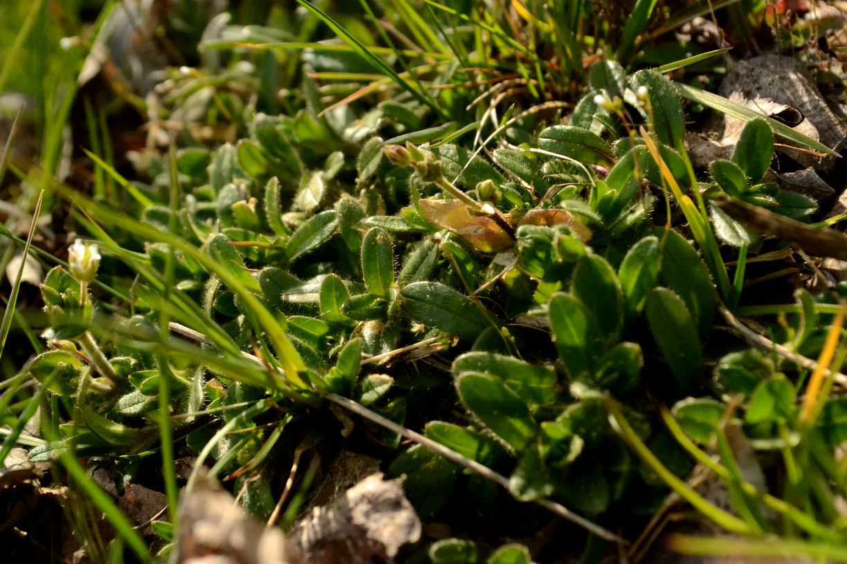 Изображение особи Erophila verna.