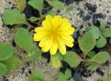 Chorisis repens