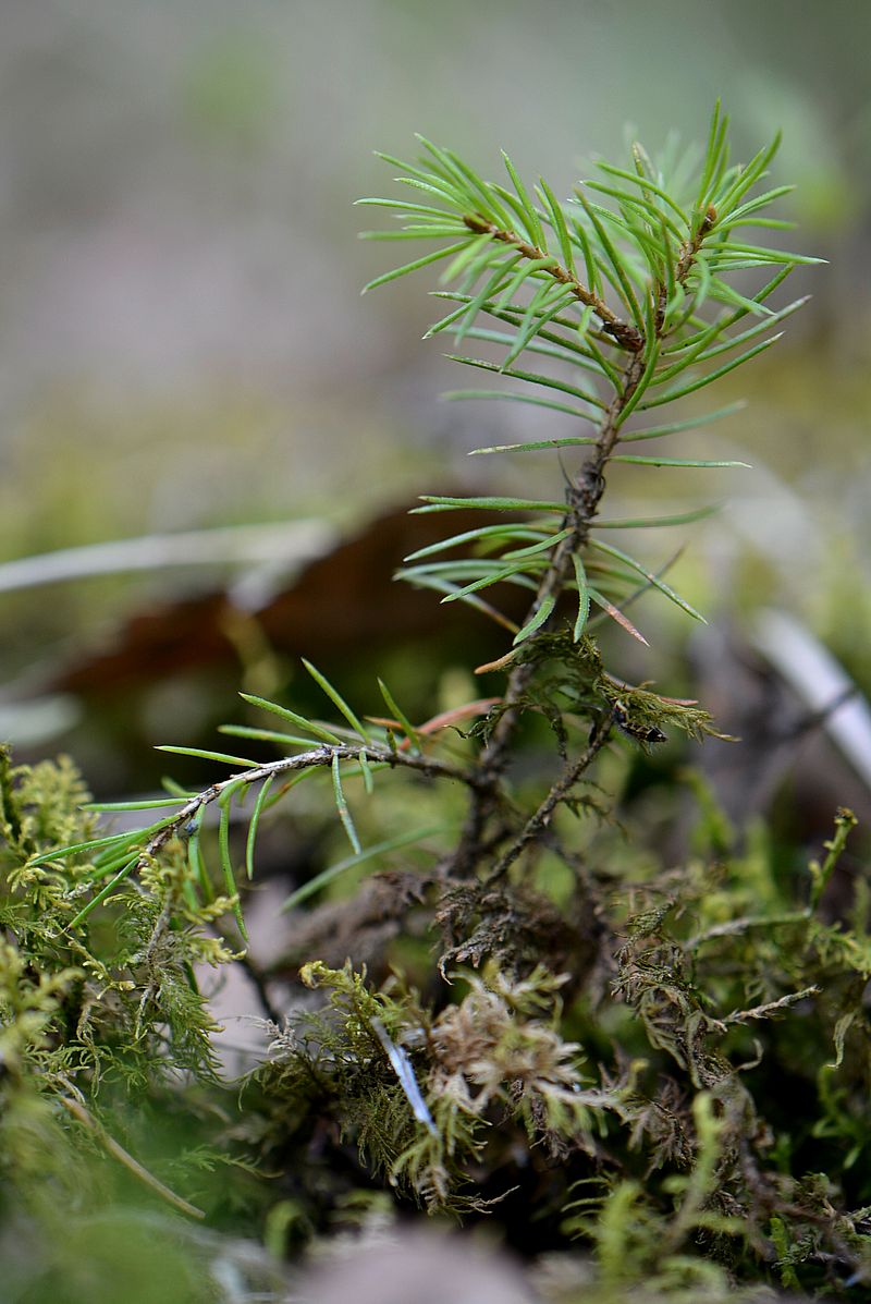 Изображение особи Picea abies.