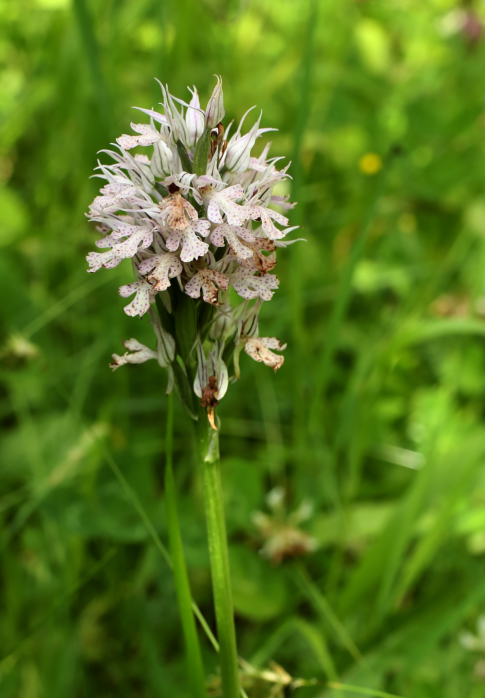 Изображение особи Neotinea tridentata.