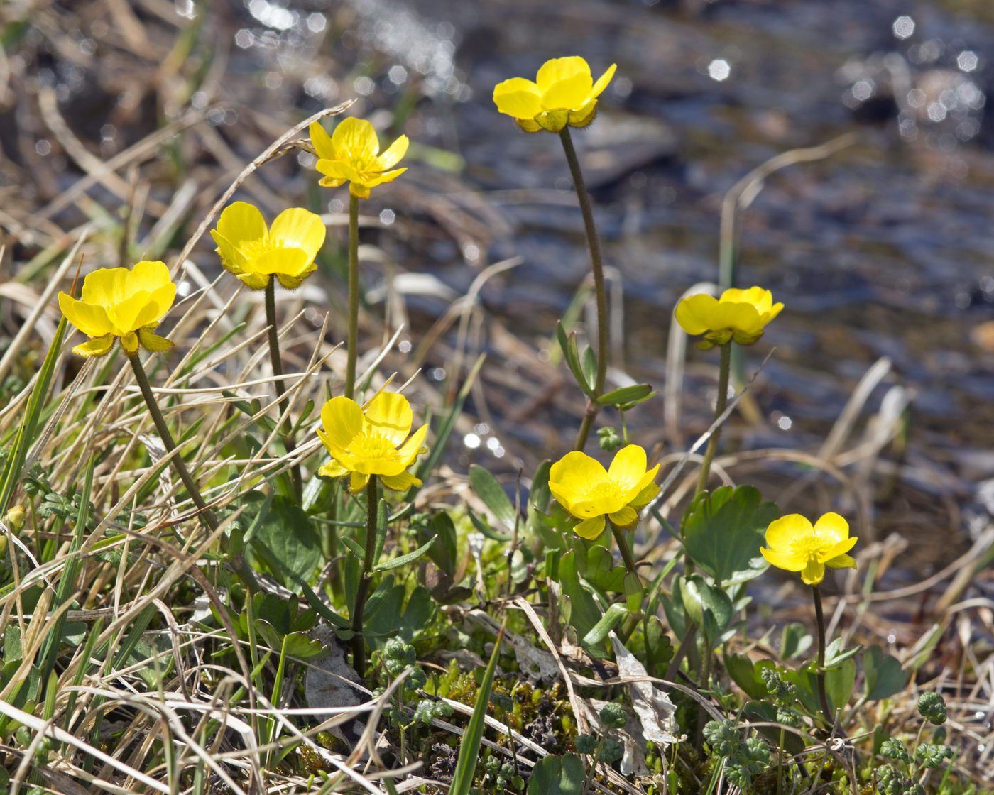 Image of Ranunculus sulphureus specimen.
