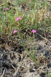 Dianthus deltoides. Цветущие растения. Санкт-Петербург, Кронштадтский р-н, о. Котлин, окр. пересечения КАД и Кронштадтского шоссе, на склоне. 18.06.2020.