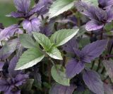 Ocimum basilicum