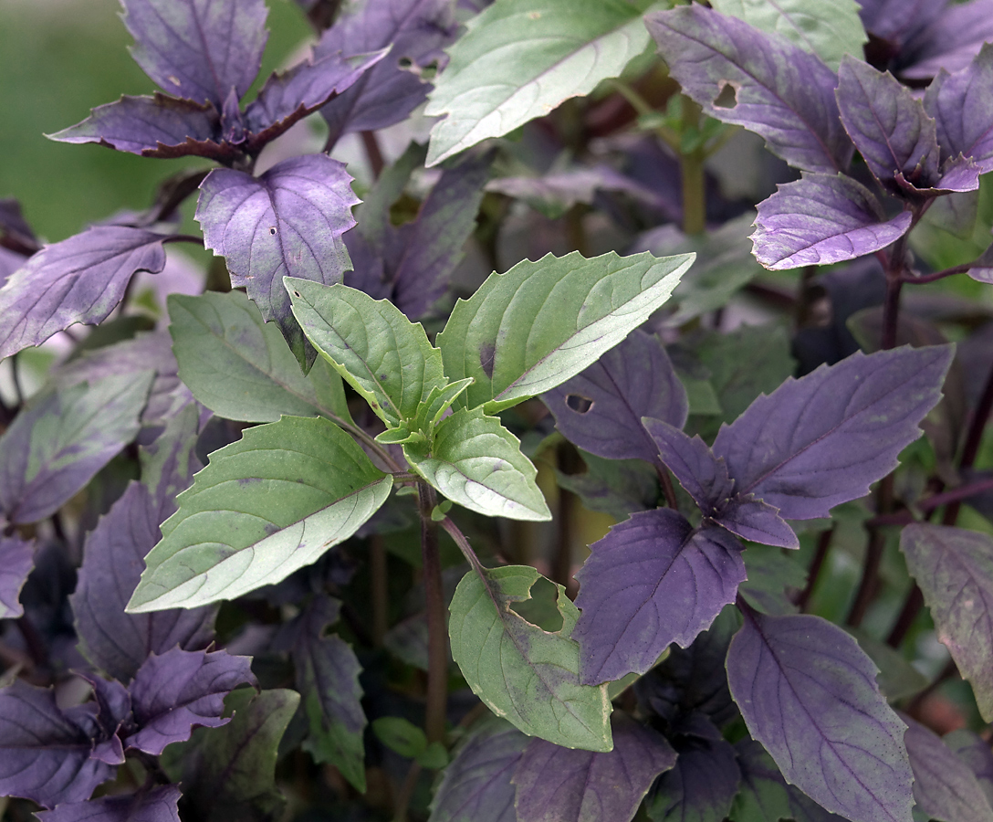 Image of Ocimum basilicum specimen.