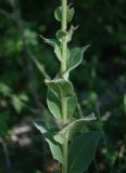 Verbascum phlomoides. Нижняя часть побега. Крым, Бахчисарайский р-н, Качинский каньон, окр. с. Баштановка, долина р. Кача, обочина дороги вдоль широколиственного леса, придорожные кусты. 29.06.2020.