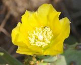 Opuntia stricta