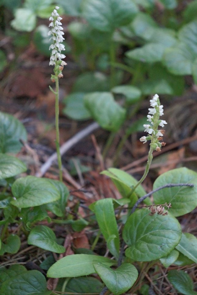 Изображение особи Goodyera repens.