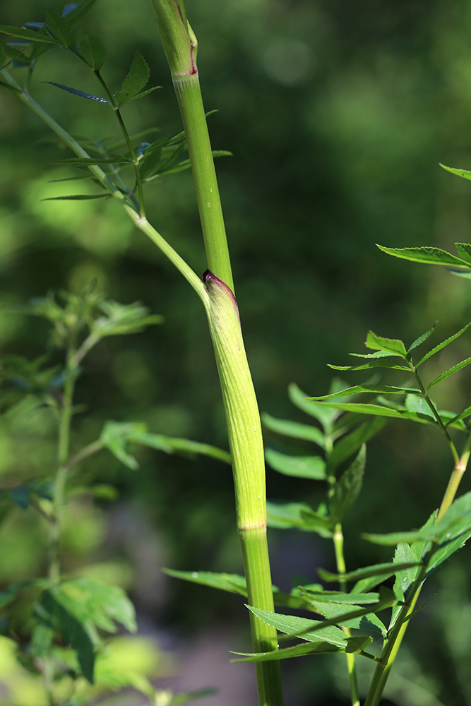 Image of Angelica anomala specimen.