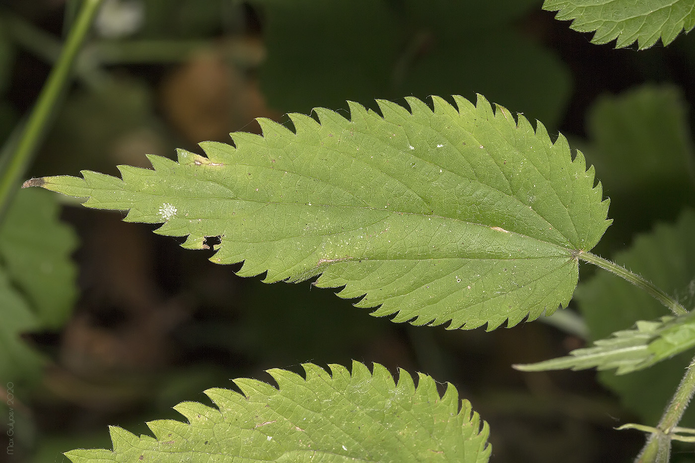 Изображение особи род Urtica.