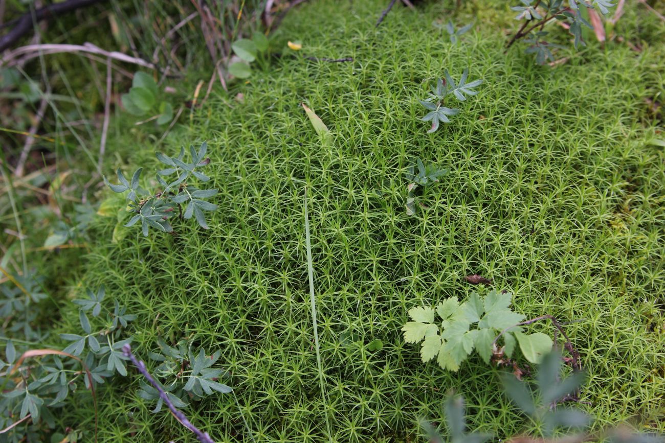 Изображение особи Polytrichum commune.