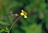 Geum urbanum