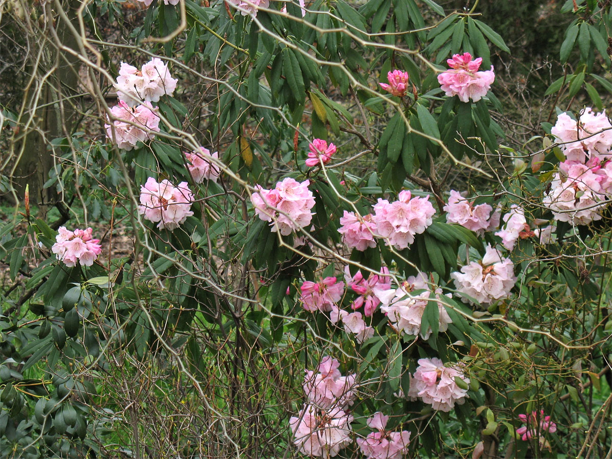 Image of Rhododendron minus specimen.